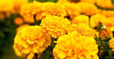 Why Aren’t My Marigolds Blooming? 9 Common Causes and Solutions - gardenerspath.com - France