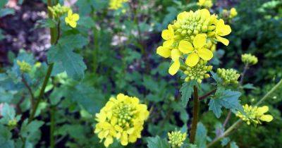How to Save Mustard Green Seeds for Planting | Gardener's Path - gardenerspath.com