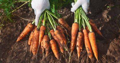 How to Plant and Grow Nantes Carrots - gardenerspath.com - France
