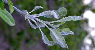 How to Prevent and Control Powdery Mildew on Apples - gardenerspath.com