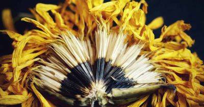 7 Steps to Harvesting and Saving Marigold Seeds | Gardener's Path - gardenerspath.com - France