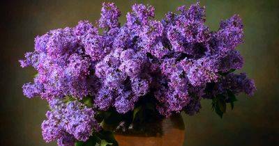 How to Grow Lilacs in Containers - gardenerspath.com