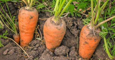 How to Grow Chantenay Carrots - gardenerspath.com - France
