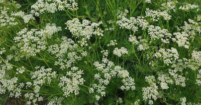 How to Identify and Control Caraway Pests & Diseases | Gardener's Path - gardenerspath.com