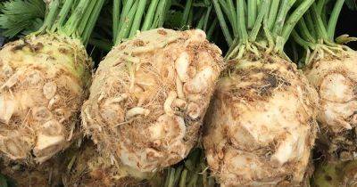 How to Grow Celeriac (Celery Root) - gardenerspath.com