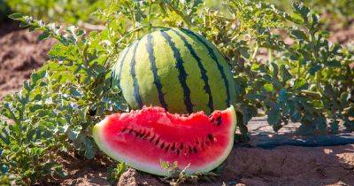 How to Pick a Ripe Watermelon - gardenerspath.com