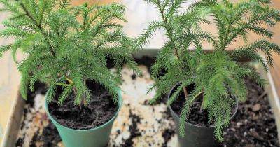 How to Propagate Norfolk Island Pine - gardenerspath.com