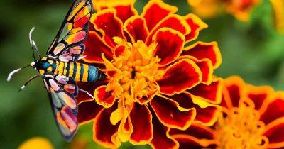 How to Grow and Care for French Marigolds - gardenerspath.com - Usa - France - Mexico
