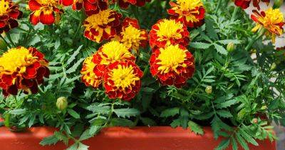 How to Grow Marigolds in Containers - gardenerspath.com