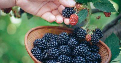 Picking Blackberries: How and When to Harvest - gardenerspath.com