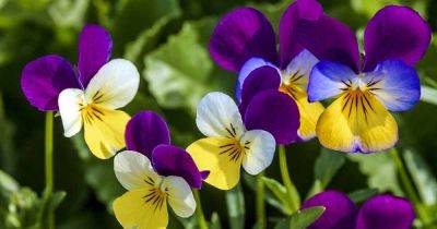 39 of the Best Violet Varieties - gardenerspath.com - Russia - Sweden