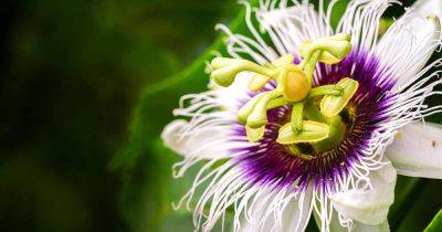 7 Common Reasons Why Passionflower Fails to Bloom - gardenerspath.com