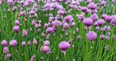 How to Grow Chives in the Herb Garden - gardenerspath.com - Britain
