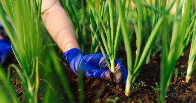 How to Plant and Grow Scallions - gardenerspath.com - China