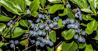 How to Protect Blueberries from Birds - gardenerspath.com - Usa
