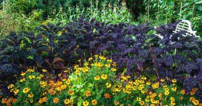 How to Use Marigolds for Pest Control - gardenerspath.com - France