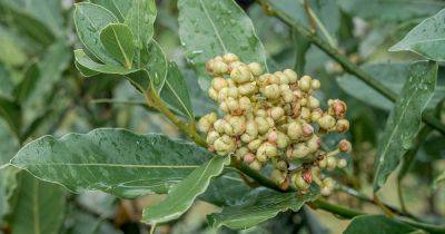 How to Grow Bay Laurel from Seed - gardenerspath.com