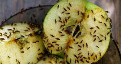 How to Control Fruit Flies in the Garden and Indoors - gardenerspath.com