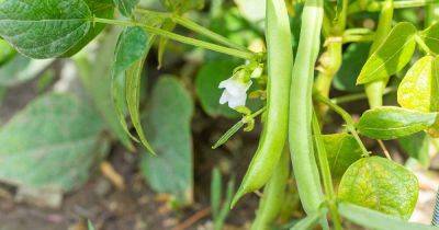 How to Control Beetles on Green Bean Plants | Gardener's Path - gardenerspath.com - Mexico