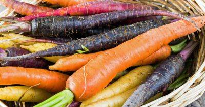 13 of the Best Carrot Varieties to Grow at Home | Gardener's Path - gardenerspath.com