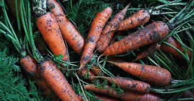 How to Store Carrots In the Ground Over Winter | Gardener's Path - gardenerspath.com