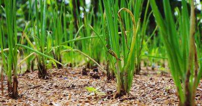 How and When to Harvest Scallions - gardenerspath.com