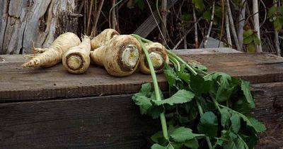 Tips for Growing Parsnips in Containers - gardenerspath.com - Britain