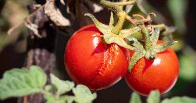 Are Split Tomatoes Safe to Eat? - gardenerspath.com