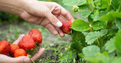 How and When to Harvest Strawberries - gardenerspath.com