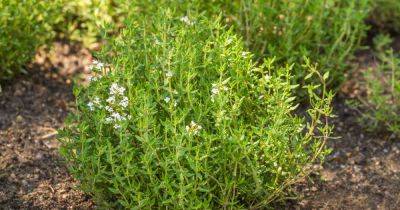 How to Grow and Care for Common Thyme - gardenerspath.com - Britain - France - Germany - Egypt