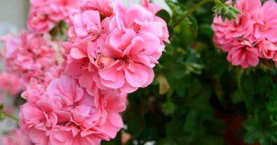 Are Geraniums Annuals or Perennials? Learn About Geranium Lifespans - gardenerspath.com