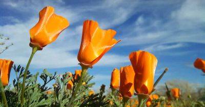 How to Plant and Grow California Poppies - gardenerspath.com -  Oregon -  California - Mexico - Washington