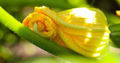 Why Zucchini Blossoms Drop and What to Do About It | Gardener's Path - gardenerspath.com