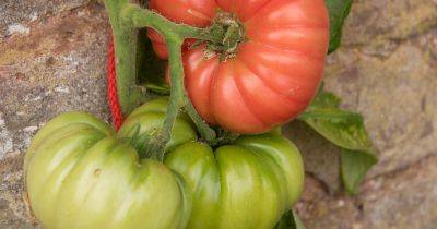 How to Grow ‘Mortgage Lifter’ Tomatoes - gardenerspath.com
