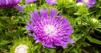 7 Reasons Why Asters Fail to Bloom (And What to Do About It) - gardenerspath.com