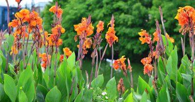 How to Prevent and Treat Rust on Canna Plants - gardenerspath.com