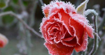 How to Winterize Roses - gardenerspath.com