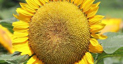 How to Harvest Sunflower Seeds | Gardener's Path - gardenerspath.com