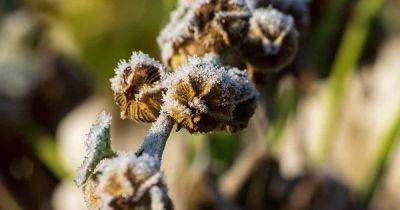 How to Winterize Hollyhocks - gardenerspath.com