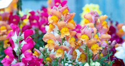 Are Snapdragons Annuals or Perennials? - gardenerspath.com