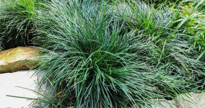 How to Grow and Care for Mondo Grass - gardenerspath.com