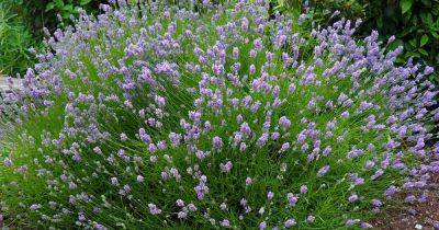 11 of the Best Lavender Varieties for Hot Climates - gardenerspath.com - Britain - France - Spain