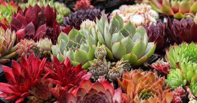 Growing Hens and Chicks: How to Care for Sempervivum Plants - gardenerspath.com