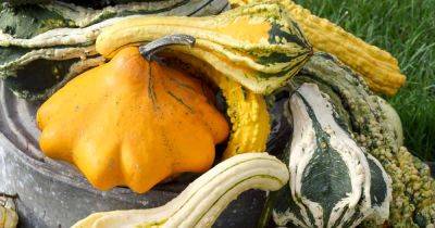 How to Plant and Grow Ornamental & Hardshell Gourds | Gardener's Path - gardenerspath.com
