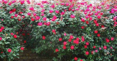 Tips for Growing Knock Out Roses - gardenerspath.com