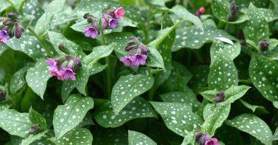How to Grow and Care for Flowering Lungwort - gardenerspath.com - city Jerusalem