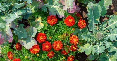 17 of the Best Marigold Companions - gardenerspath.com