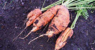 Why Carrots Crack: Tips for Preventing Split Roots - gardenerspath.com