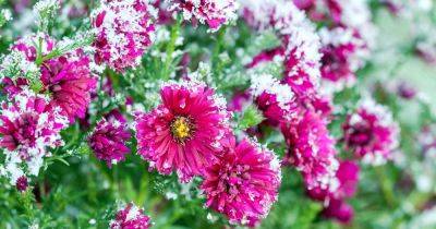 How to Overwinter Hardy Garden Chrysanthemums - gardenerspath.com