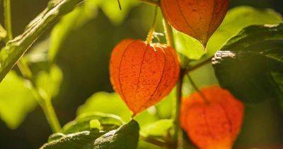How to Grow and Care for Chinese Lantern - gardenerspath.com - China